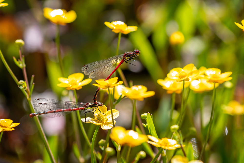 A dragonfly sitting on a yellow flower next to a natural swimming pond
