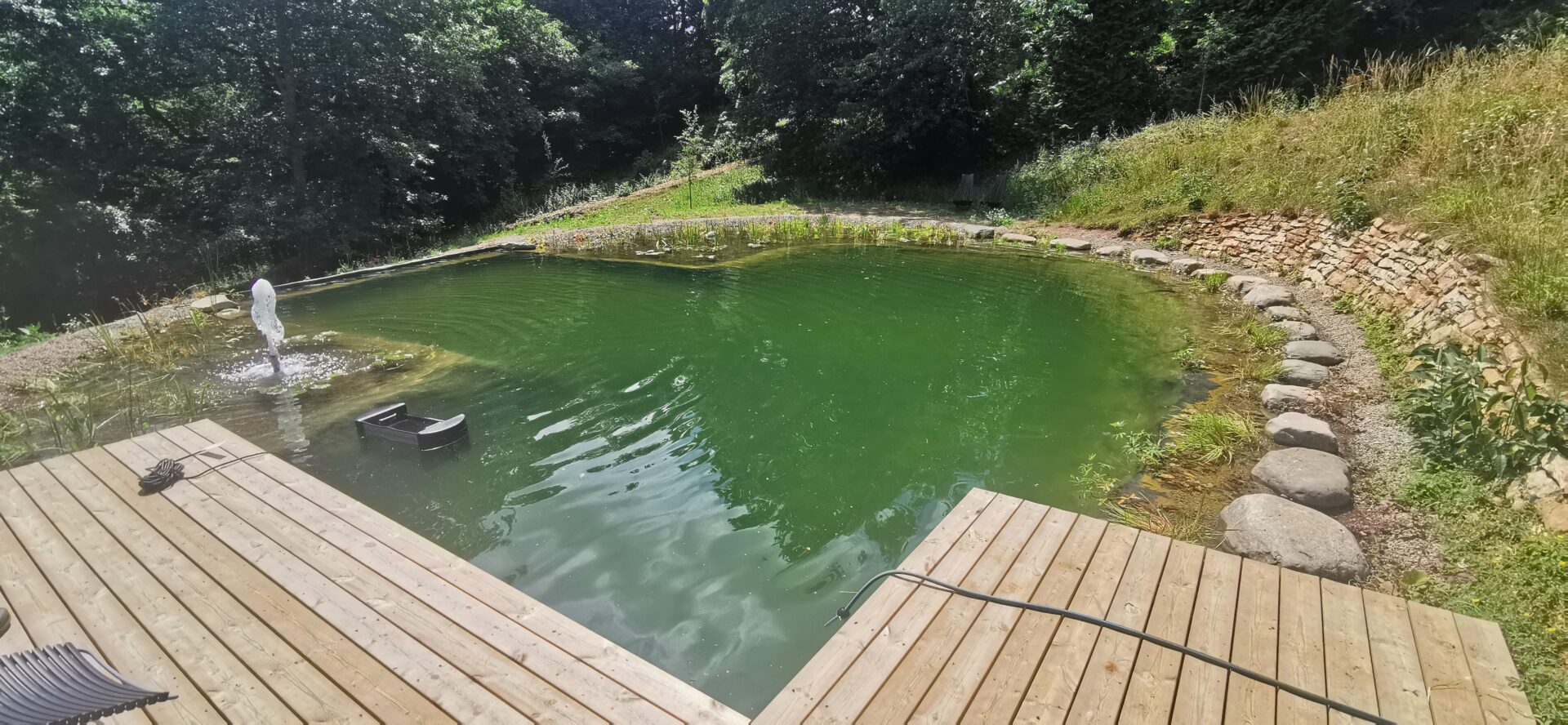 Green natural swimming pond water during warm UK summer weather