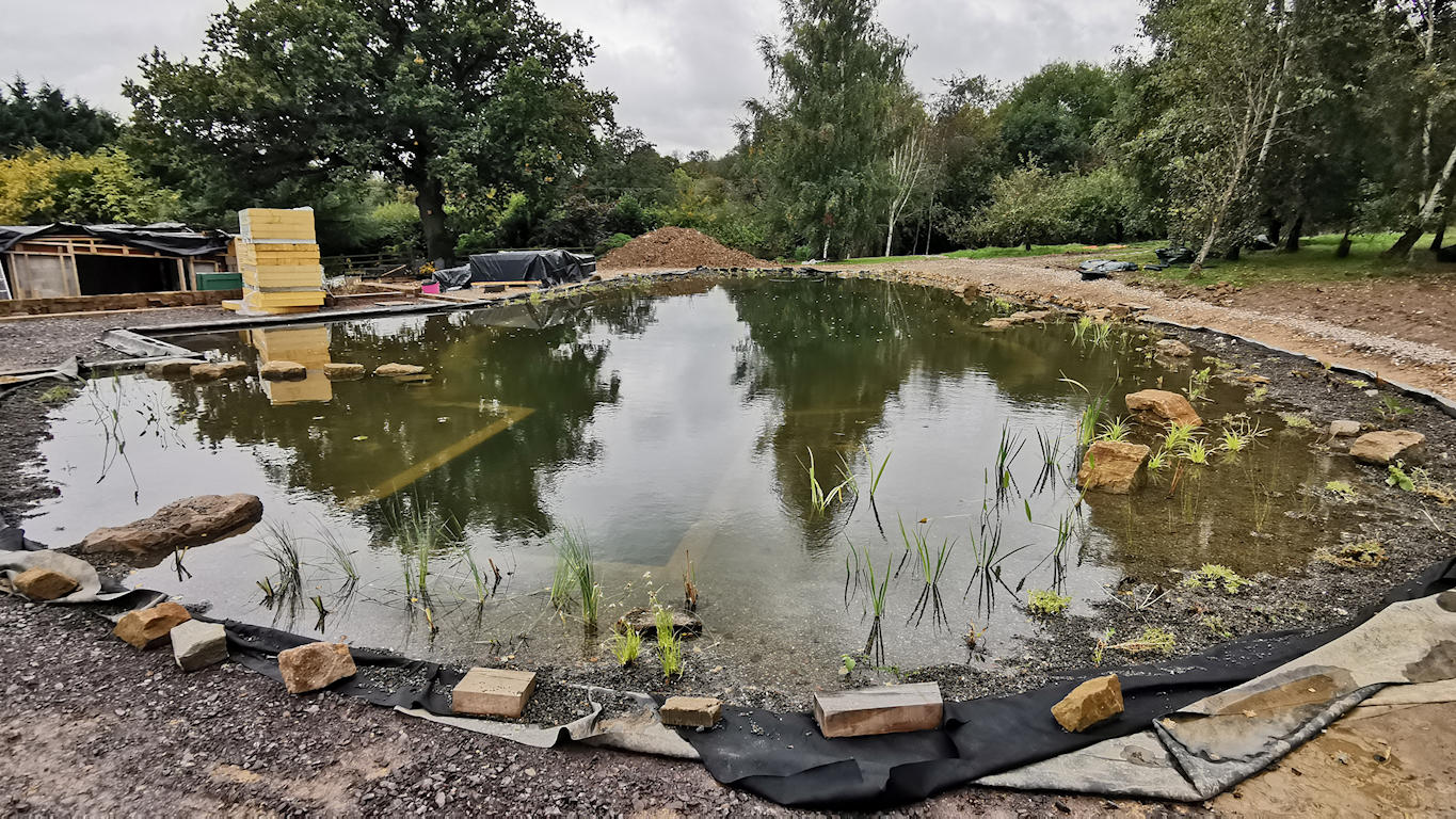 Swimming Pond Shropshire