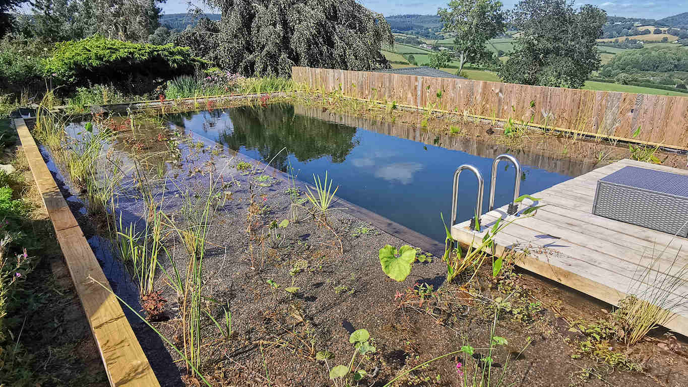 Natural swimming pond with aquatic plants