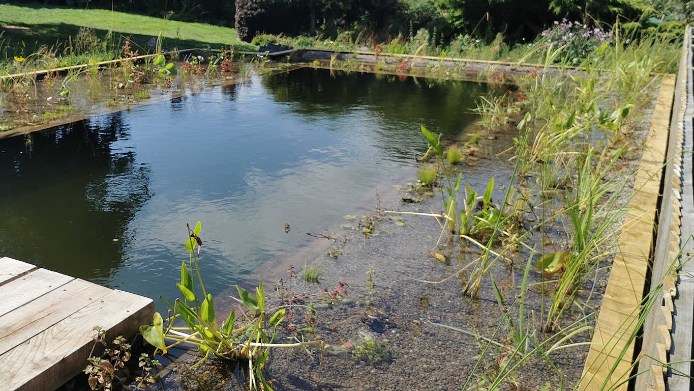 Swimming pool conversion to a natural swimming pond in Wales