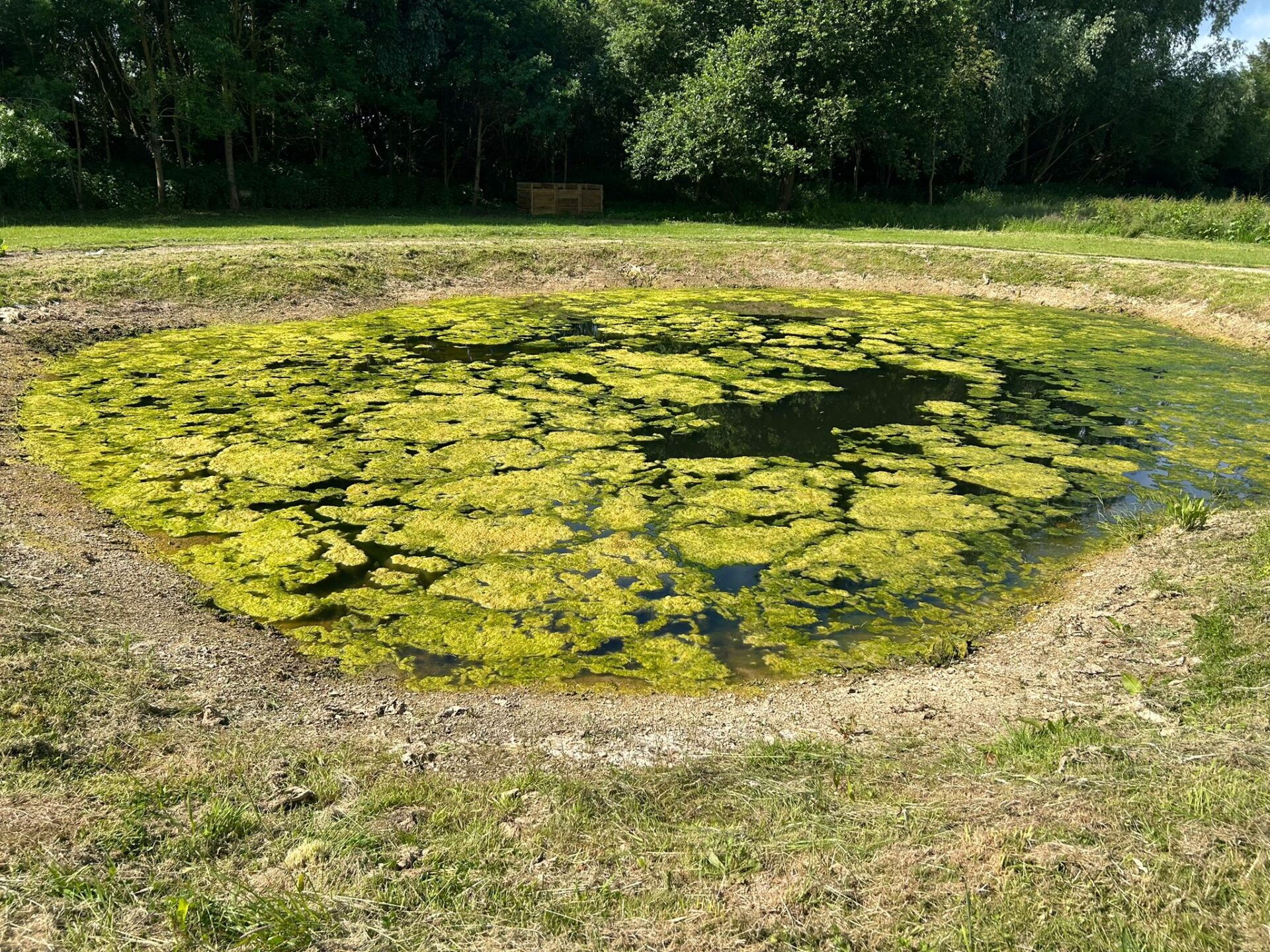 Algae on the top of a natural swimming pond awaiting to be cleaned by turtle swimming ponds