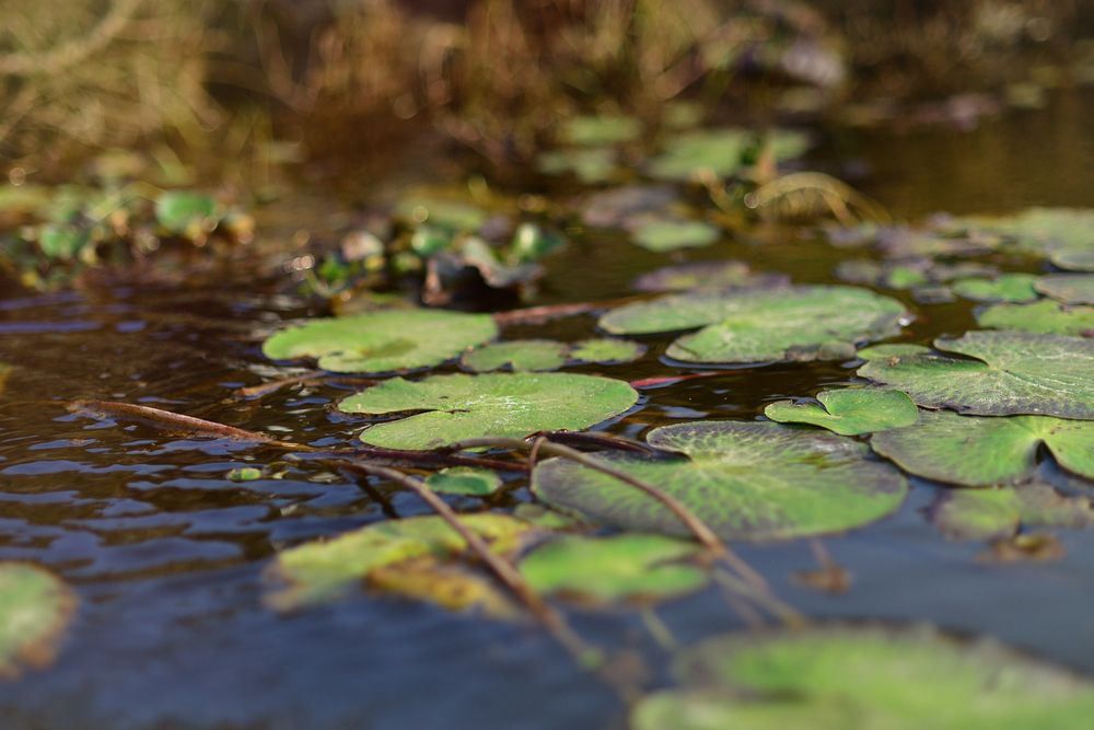 Aquatic plants in a swimming pond