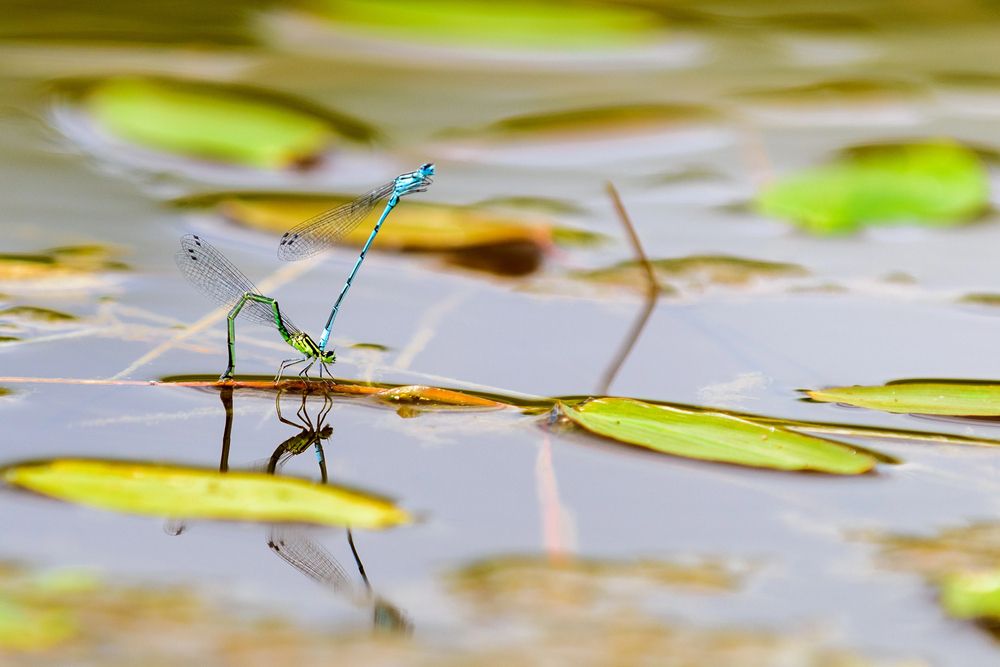 Dragonfly sitting on a lily over a natural swimming pond