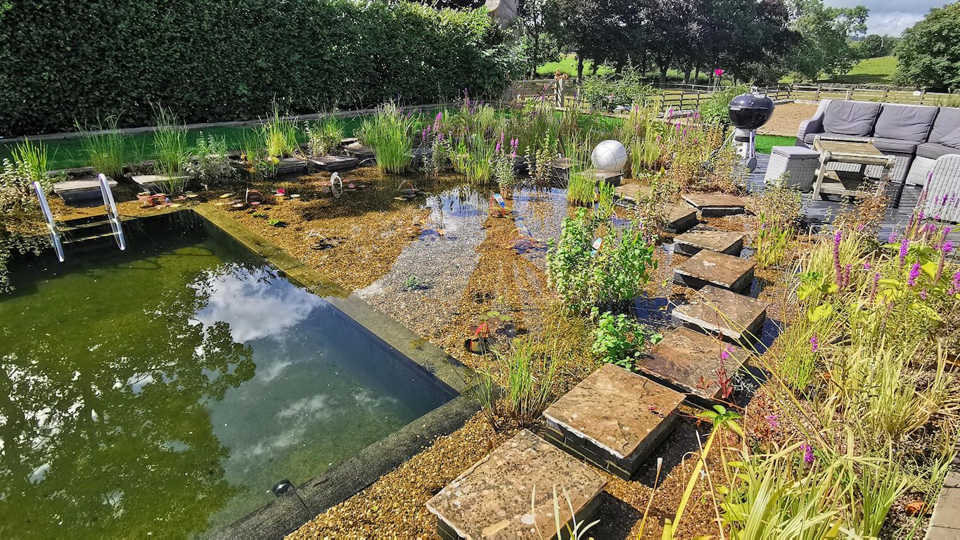 Swimming pool converted to a natural swimming pond by turtle swimming ponds