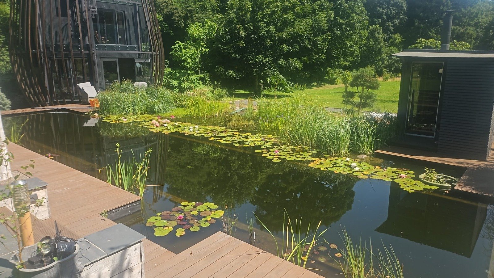 Natural swimming pond created by Turtle Swimming Ponds