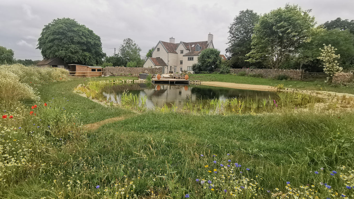 Natural Swimming pond in Failand Somerset by turtle swimming ponds