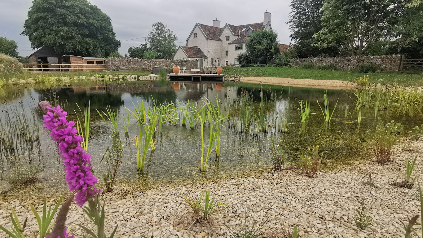 Natural Swimming pond in Failand Somerset by turtle swimming ponds
