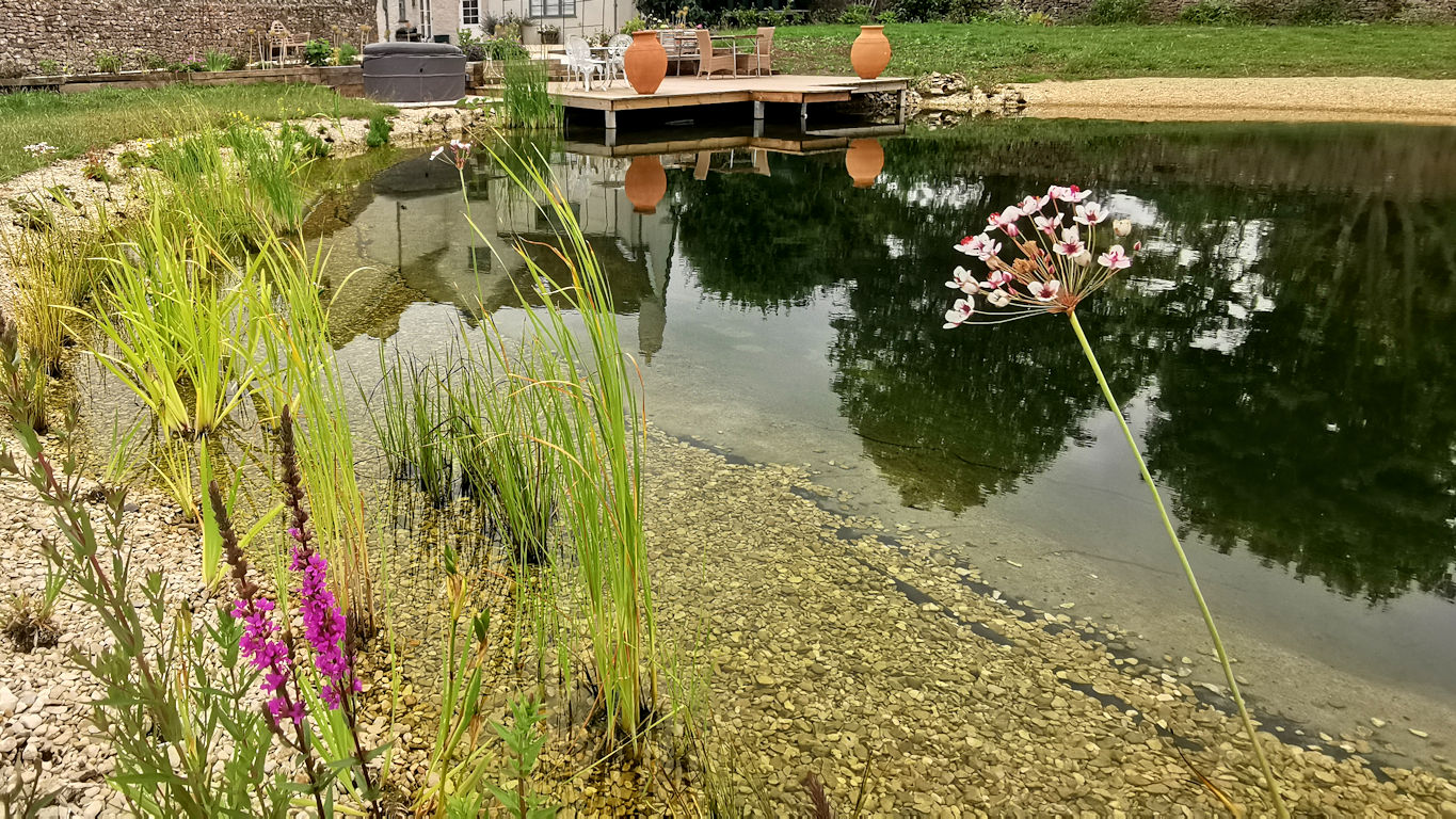 Natural Swimming pond in Failand Somerset by turtle swimming ponds
