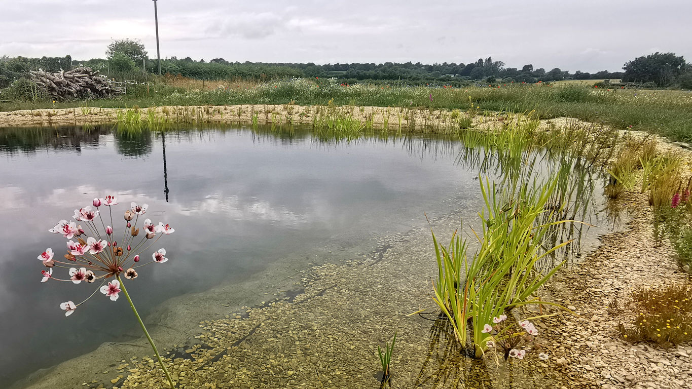 Natural Swimming pond in Failand Somerset by turtle swimming ponds