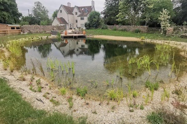 Natural Swimming pond in Failand Somerset by turtle swimming ponds