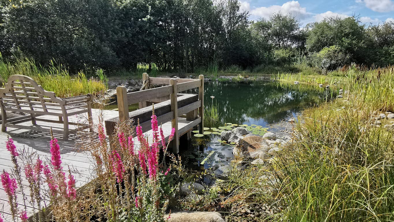 Conversion of old swimming pool into a natural swimming pond with planting