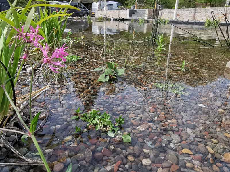Plants over a natural swimming pond