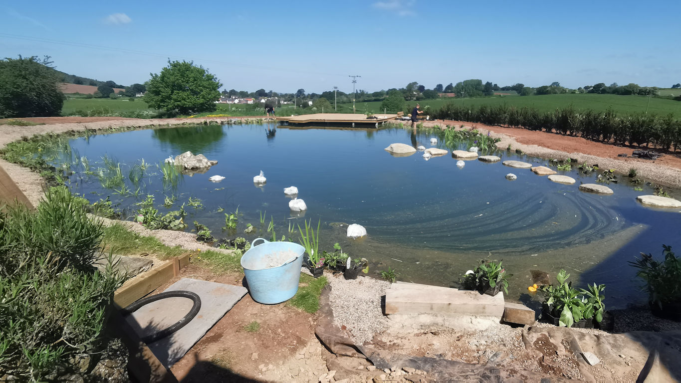Natural Swimming pond in ross on wye made by Turtle Swimming Ponds
