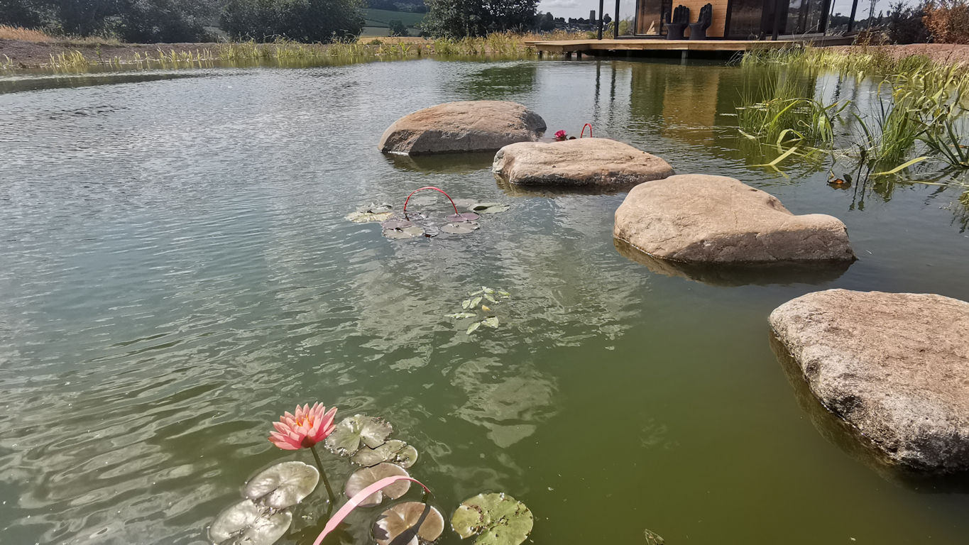 Natural Swimming Pond by Turtle Swimming Ponds